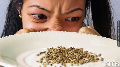 Common issues that can occur during germination