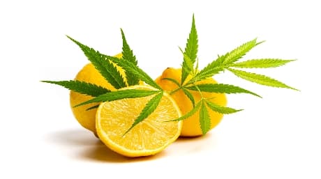 Rå cannabisjuices hälsosamma potential