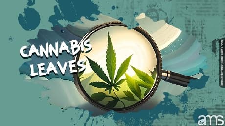 All facts you need to know about cannabis, sugar and fan leaves
