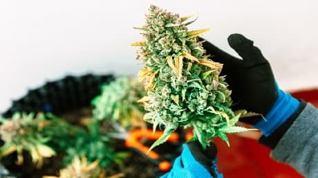 Big Bud: The Powerhouse Cannabis Strain