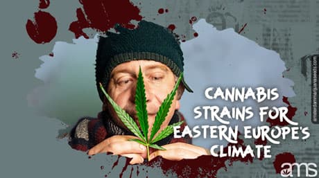 De bästa cannabisstammarna för det östeuropeiska klimatet