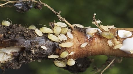 How to deal with root aphids, expert tips!