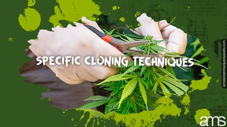 Explore the Magic of Cannabis Cloning