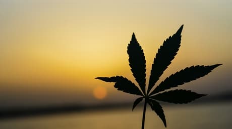 Indica, Sativa and Hybrid Marijuana Strains