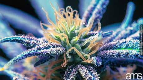 Unlock the Secrets of Trichome Color and Clarity