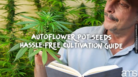 Autoflower Krukfrön: Bekymmersfri odling