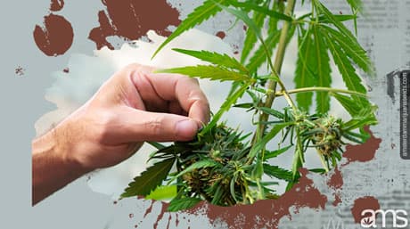 Toppen en FIMen – Cannabisplantentraining
