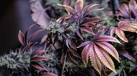 Zinc Deficiency In Weed – How To Recognize And Solve It