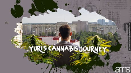 Le parcours cannabique de Yuri : de la graine à la récolte