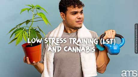 Entrenamiento de bajo estrés (LST) y cannabis, todo lo que necesitas saber