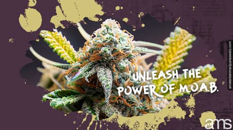 Släpp lös kraften i MOAB – Mother of All Buds