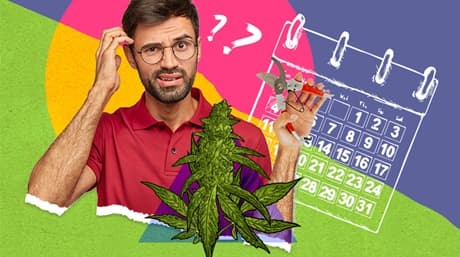 Harvest marijuana, how and when, expert tips