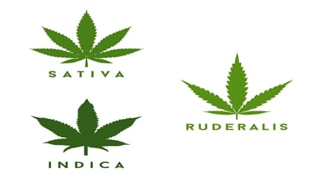 Allt du behöver veta om cannabis Ruderalis