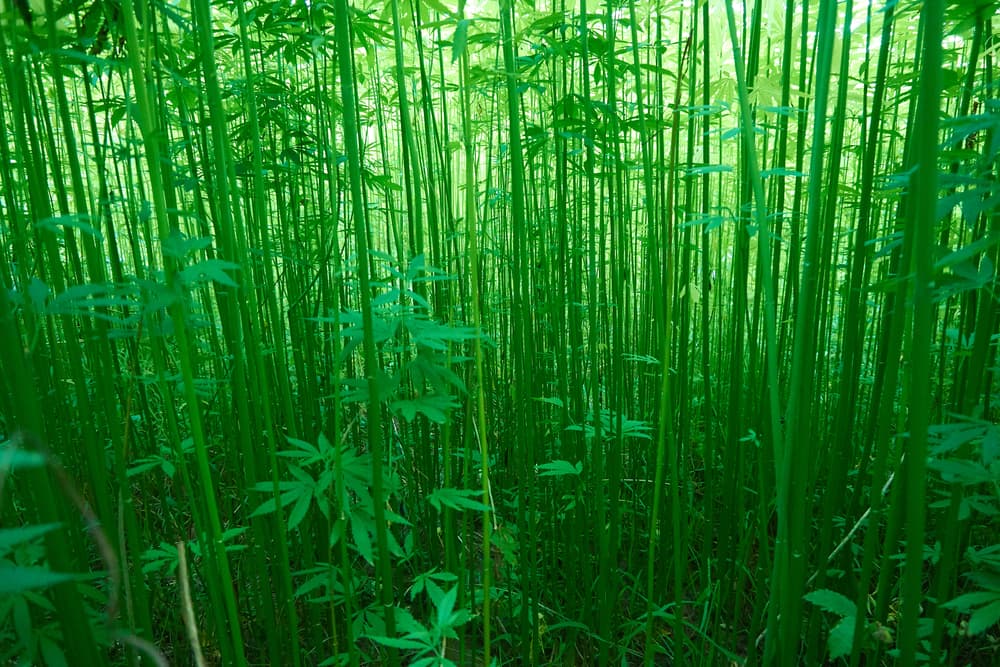 The difference between hemp and cannabis
