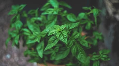 The Best Smokable Herbs