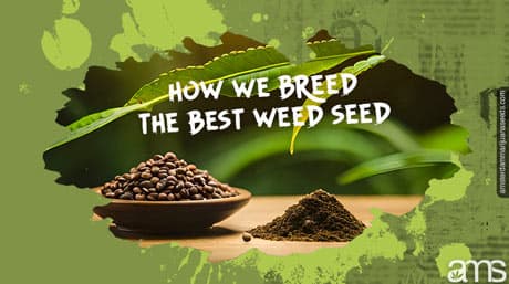 Comment nous sélectionnons les meilleures graines d'herbe à la perfection