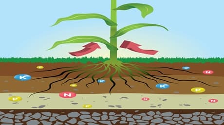 Nutrient lockout: Identify, prevent and fix it