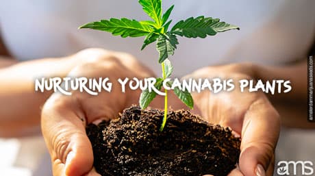 Cannabis Plant’s Life Cycle – Indoor Growing