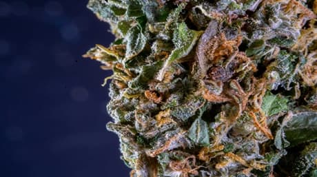 Best Way To ScrOG Weed for a Successful Growth