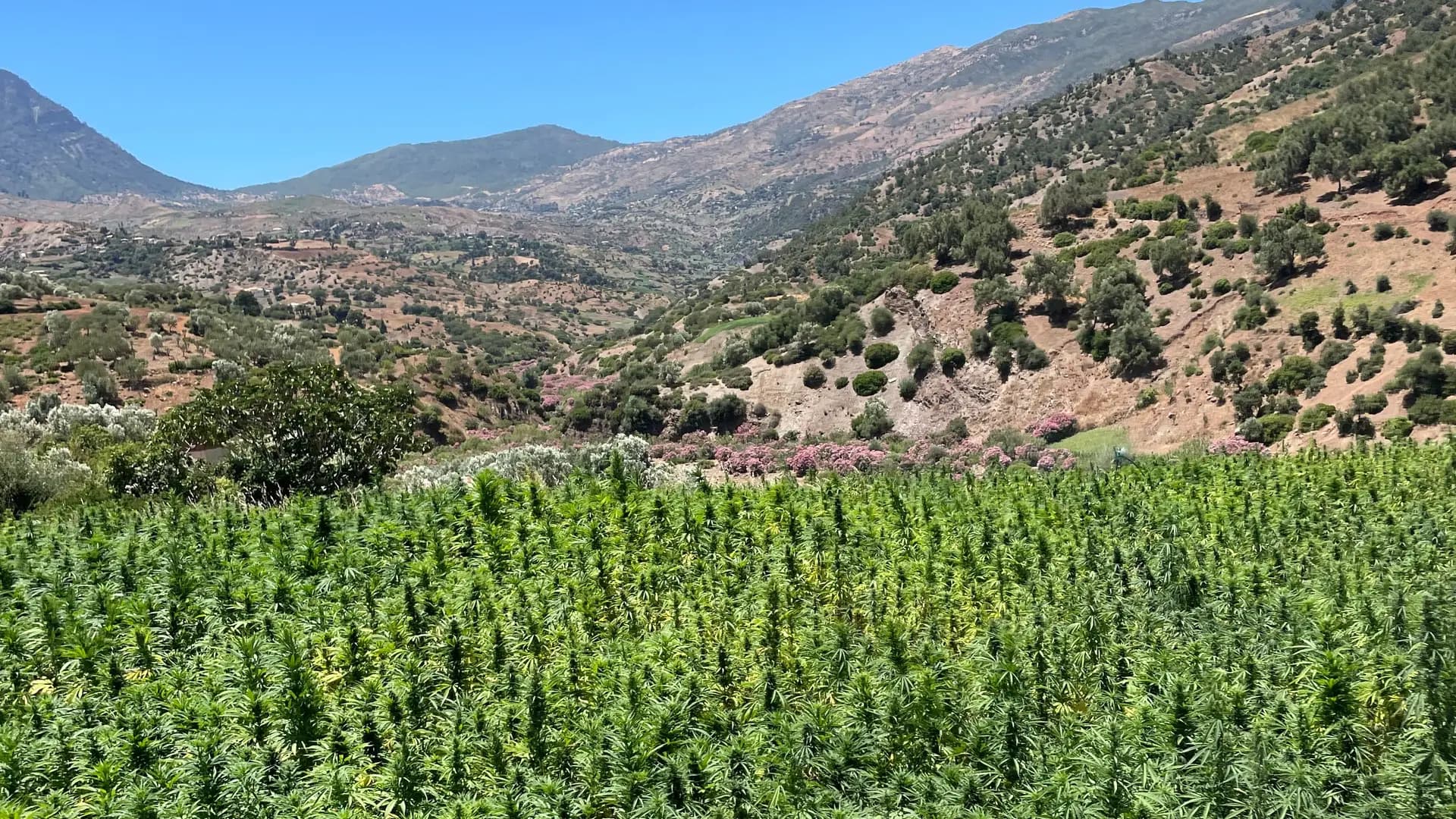Tartışmalı Beldia - Fas Yerel Yarışı