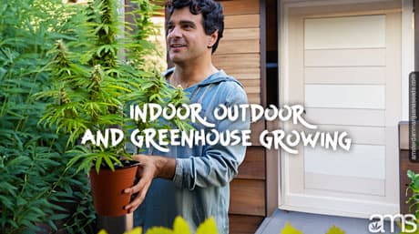 Indoor, Outdoor or Greenhouse Cannabis Growing