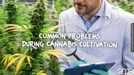 Identify and Solve Common Problems in Cannabis Cultivation