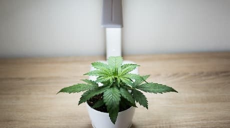 Hur man väljer den bästa cannabisstammen inomhus