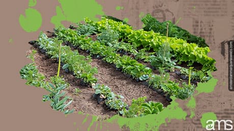 Soil-Based Cultivation: Benefits of Crop Rotation