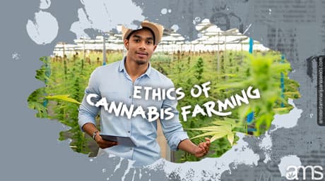 Gefeminiseerde zaden: ethiek in de cannabisteelt