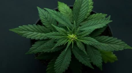 Konsten att odla cannabis av högsta kvalitet