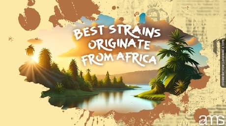 Variétés africaines et génétique pure de Landrace