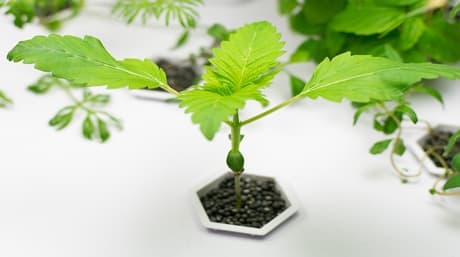 Hydroponics vs Soil: Fördelar och nackdelar