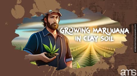 Prоs аnd Cons of Grоwing Marijuana In Clаy Soil