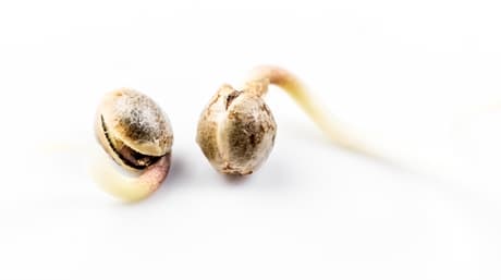 Cannabisfrön | Hur man förvarar dem på rätt sätt