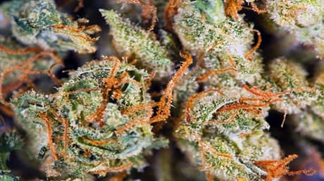 How To Assess the Quality of a Marijuana Bud