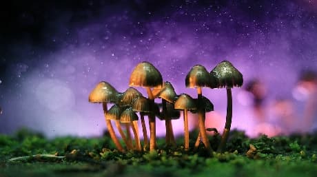 Les effets du mélange de cannabis et de champignons magiques