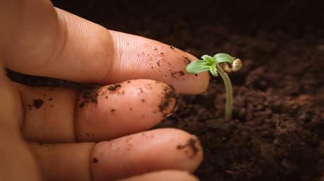 Growing weed indoors vs outdoors