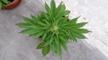 The World of Autoflower Cannabis Seeds