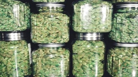 5 enkla steg för att odla marijuana från frön