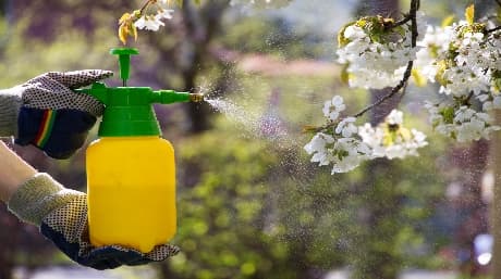 Companion plants, a natural pesticide