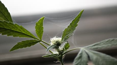 How to control cannabis pests?