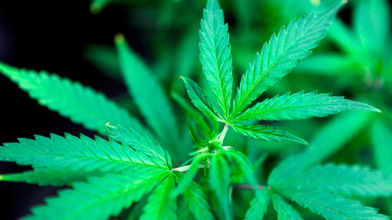 Famous Marijuana Pioneers – Green Revolution