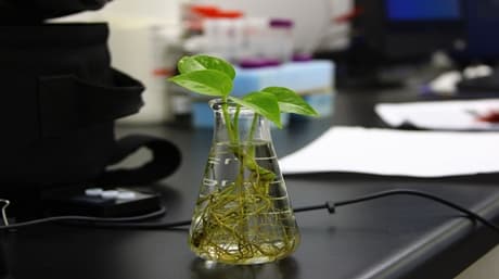 Hydroponic Marijuana Cultivation: The Complete Guide