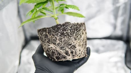 Do Marijuana Roots Have Any Medical Benefits?
