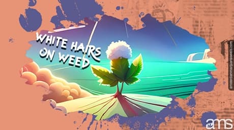 Varför har cannabisväxter vita hårstrån?