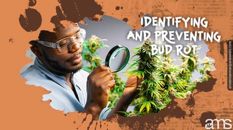 Identificar y prevenir la pudrición de los cogollos en tu cuarto de cultivo interior