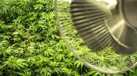 La circulation de l’air – Salle de culture de cannabis en intérieur