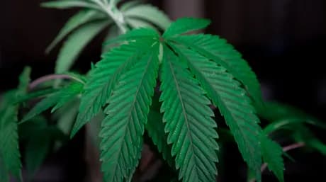 Cannabinoïden als medicijn