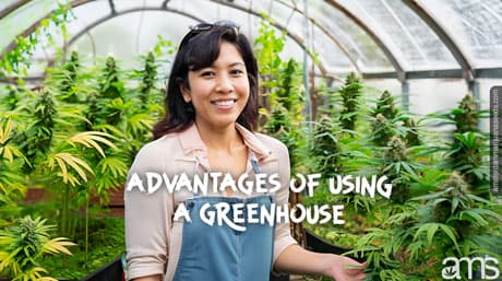 What are the advantages of using a greenhouse for cannabis cultivation?