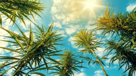 Growing weed in windy area? 5 tips to tackle wind stress